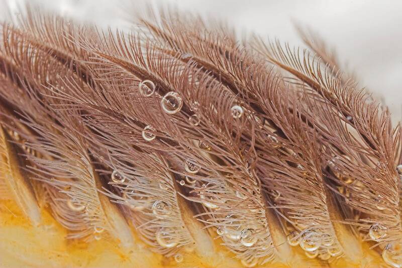 Definition of 'filiform'
