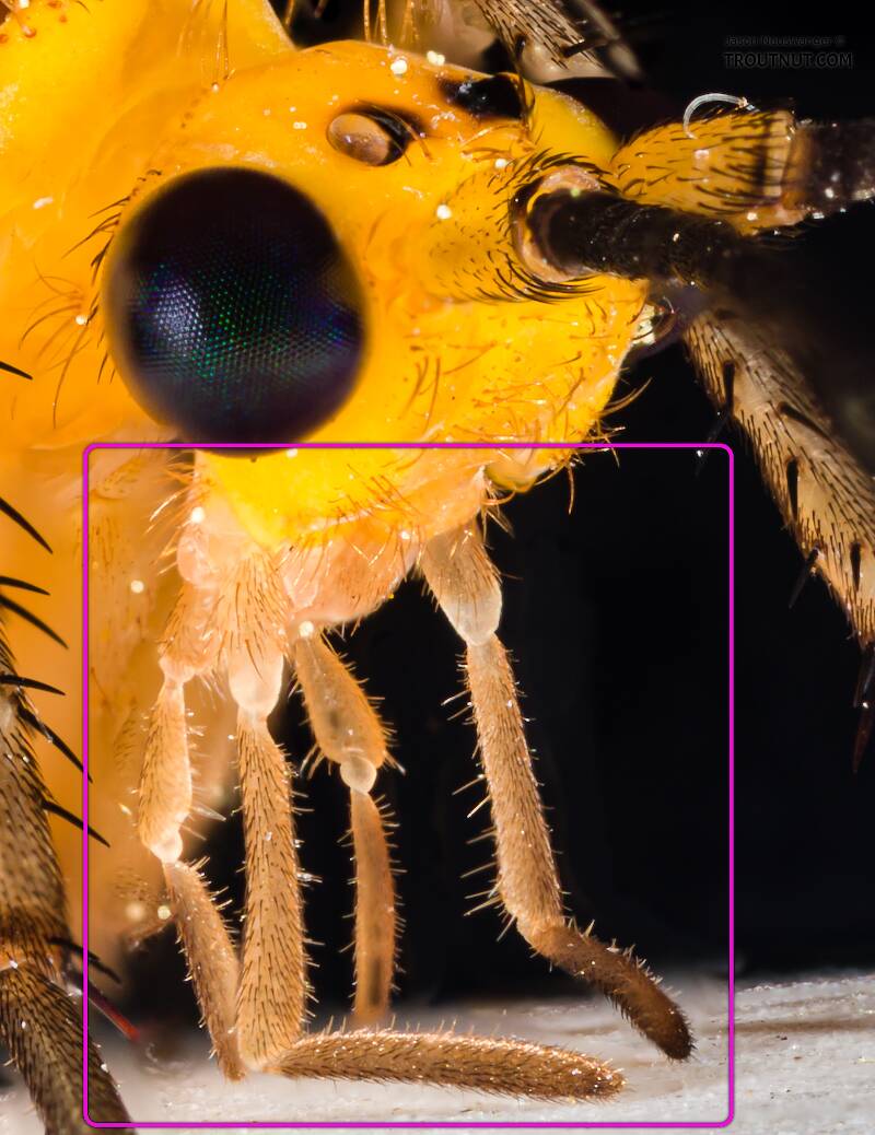 Palp On Insect Definition of 'palp'