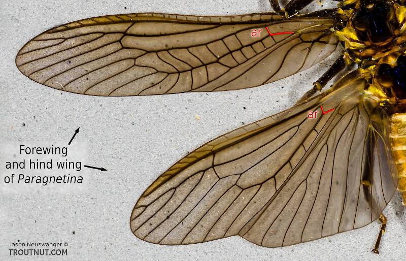 Arculus Insect Definition of 'arculus' in Stoneflies