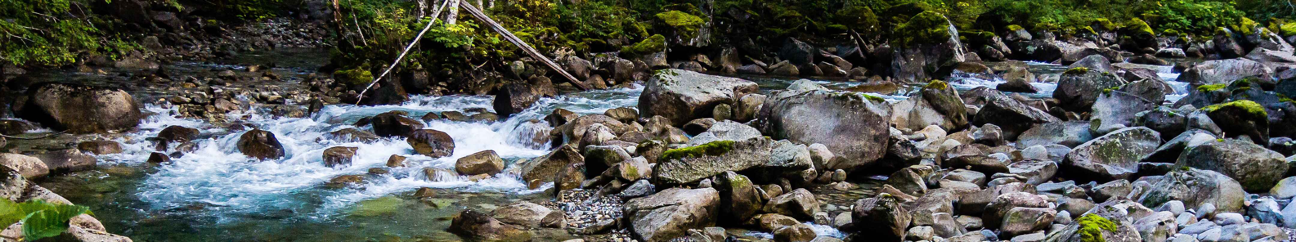 Mayfly Encyclopedia: 4900+ photos, life cycles, & fly fishing hatches