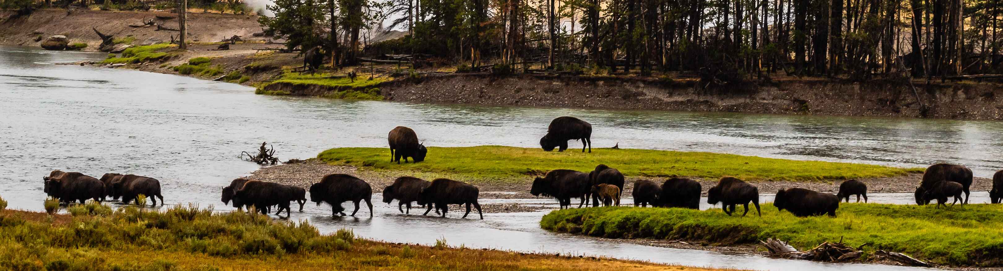 Mayfly Encyclopedia: 4900+ photos, life cycles, & fly fishing hatches