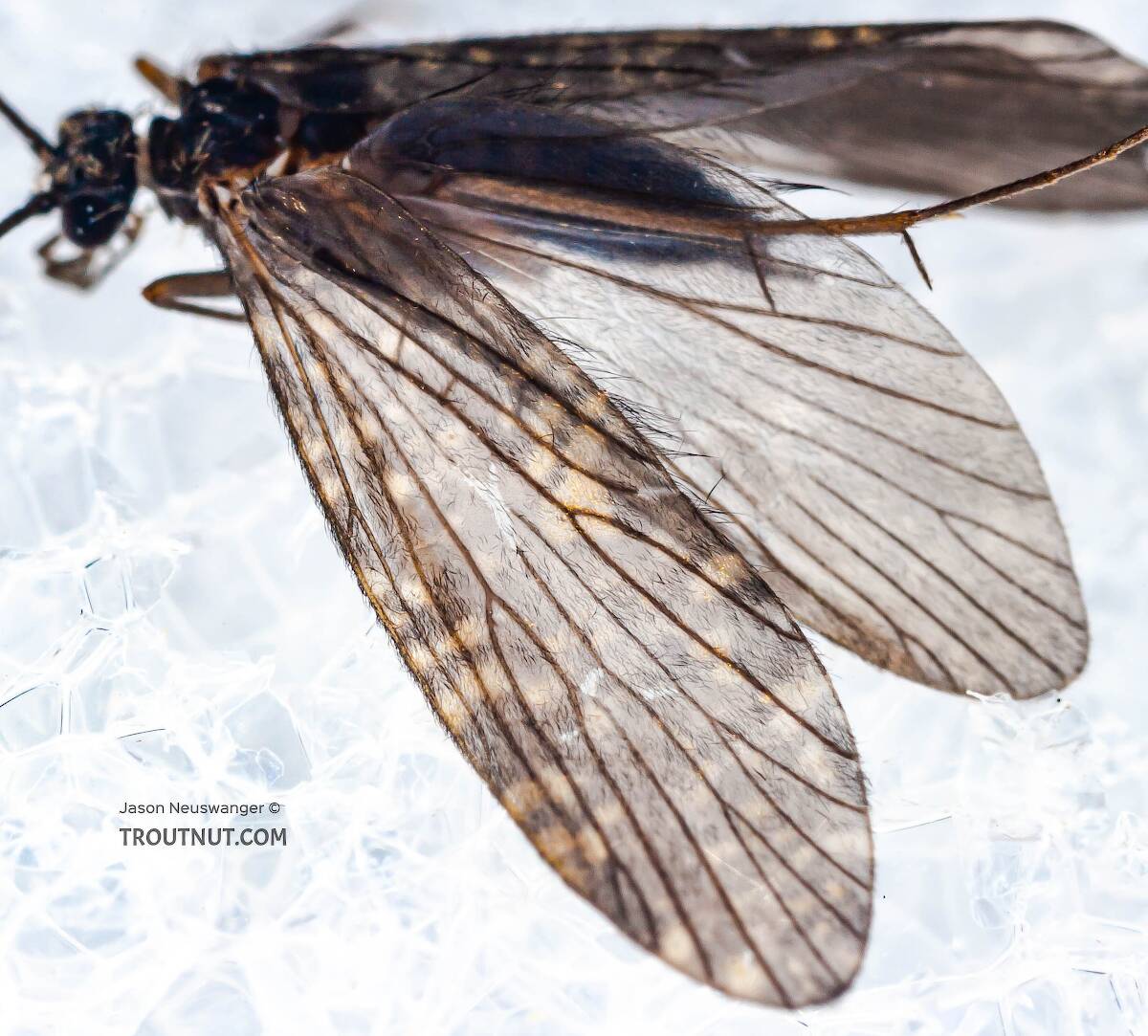 Identification: Key to Genera of Philopotamidae Adults