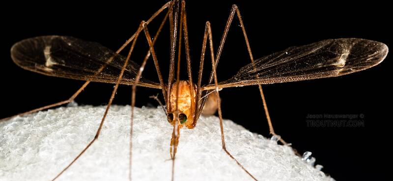 Triangular Flies Identification: Key to Families of True Fly Adults, Couplet 32