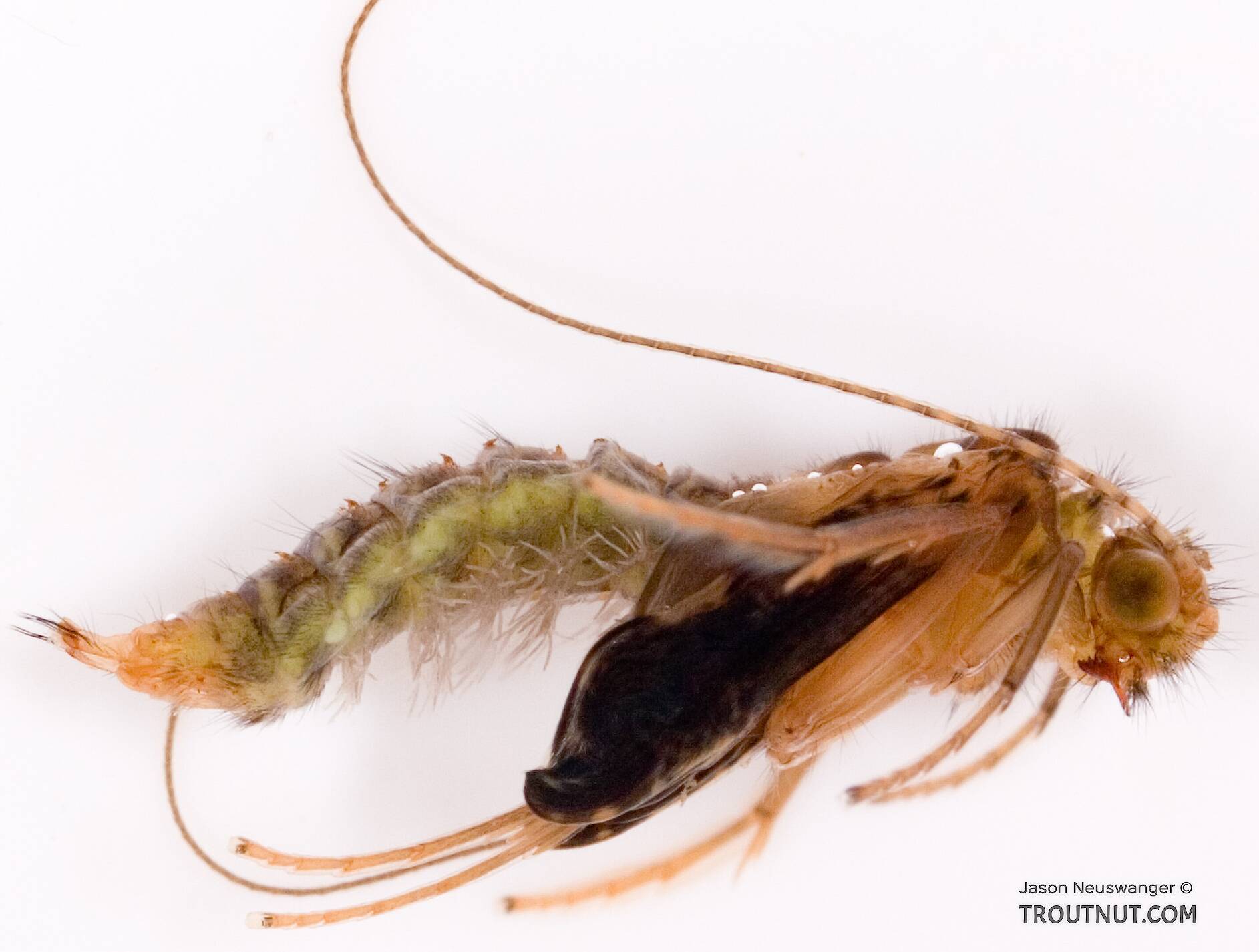 Identification: Key to Orders of Aquatic Insect Pupae
