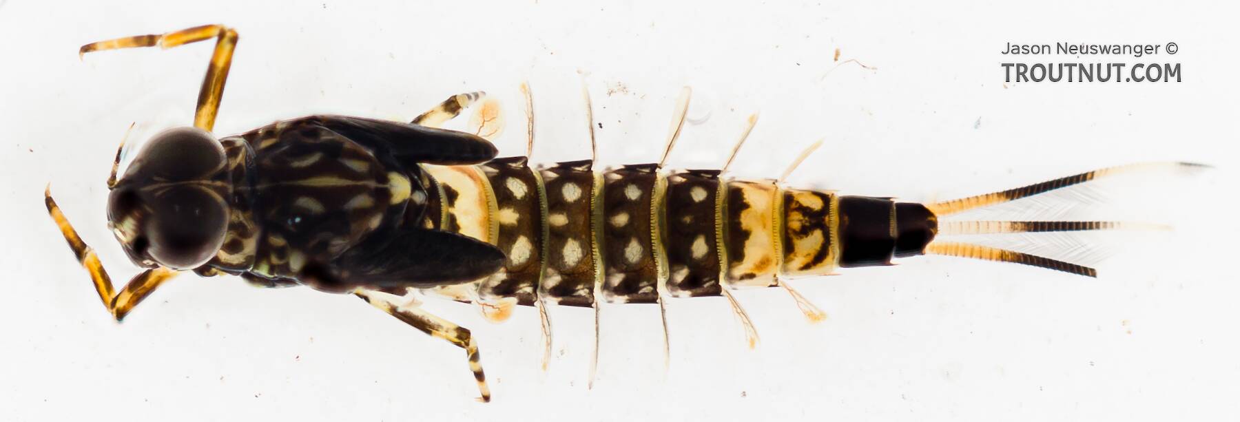 Identification: Easy Angler's Key to Common Mayfly Nymphs
