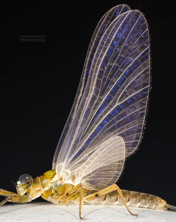 Identification: Key to Orders of Adult Aquatic Insects