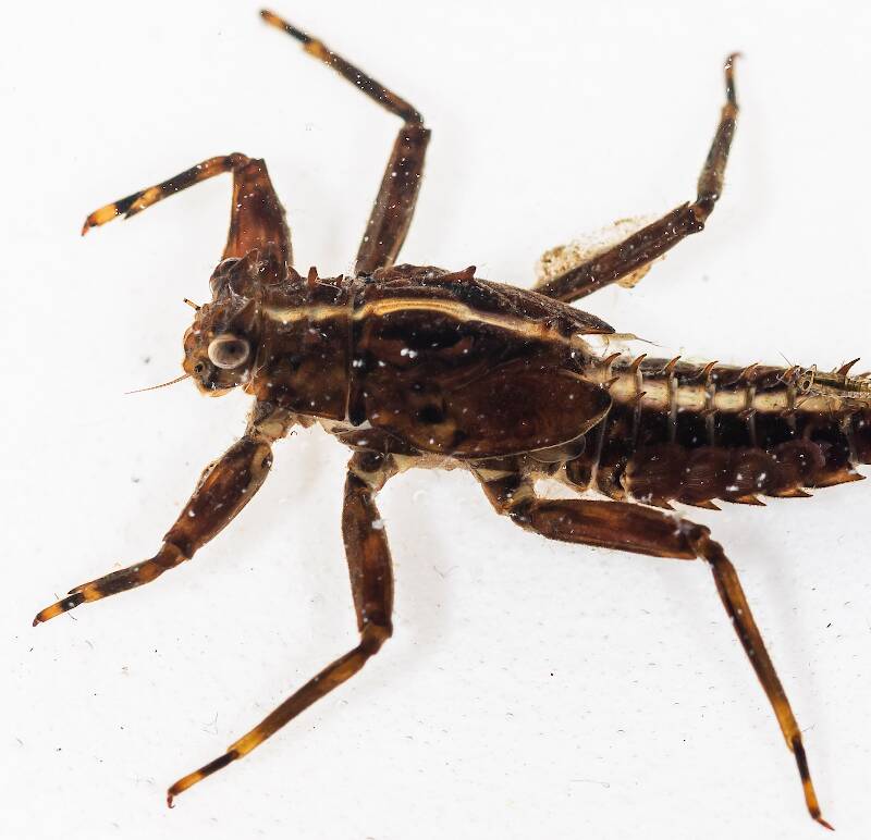 Identification: Key to Orders of Aquatic Insect Nymphs, Couplet 2