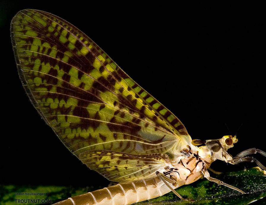 Ephemeridae Insect Identification: Key to Genera of Ephemeridae Duns and Spinners, Couplet 2