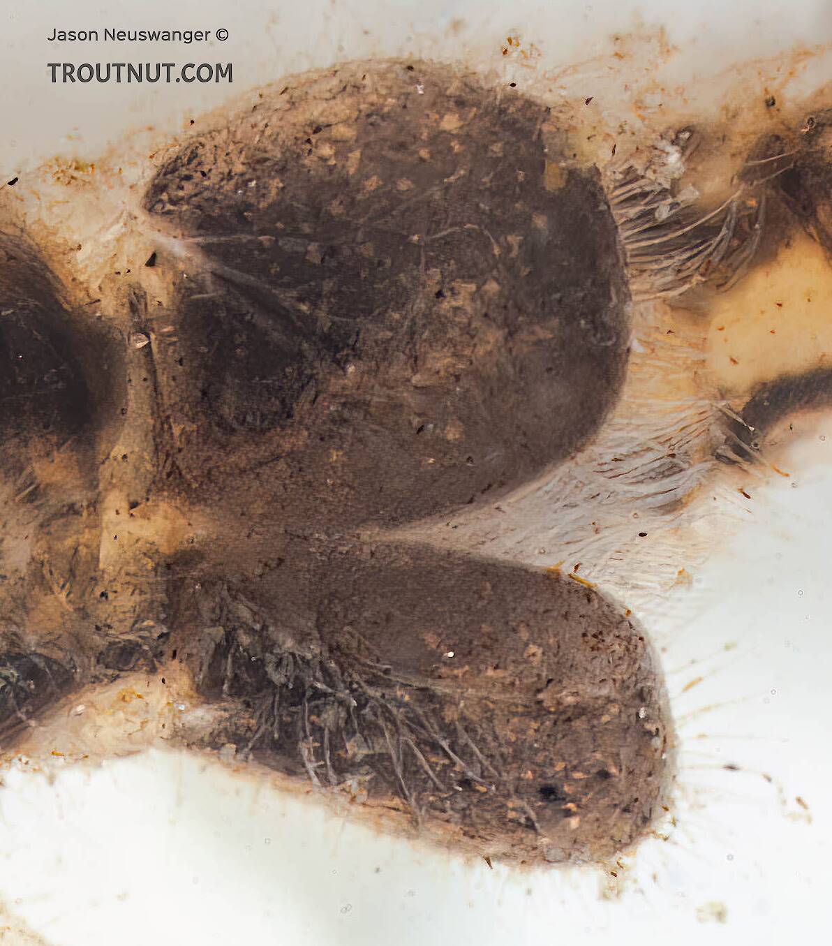 Insect Nymph Casing Identification: Key to Genera of Caenidae Nymphs, Couplet 2