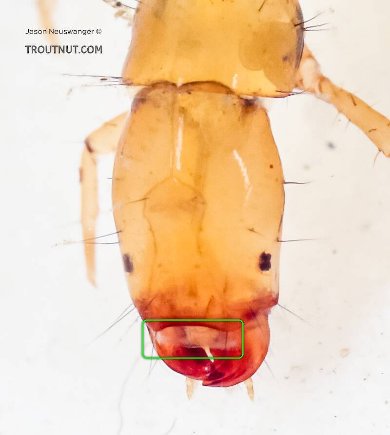 Identification: Key to Genera of Philopotamidae Larvae