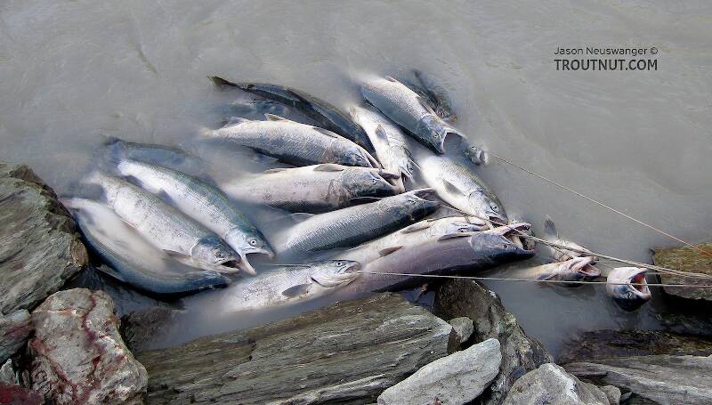 Dipnetting for sockeye salmon in the Copper River at Chitina, Alaska
