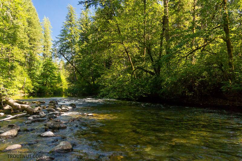 Codar River The Cedar River, Washington