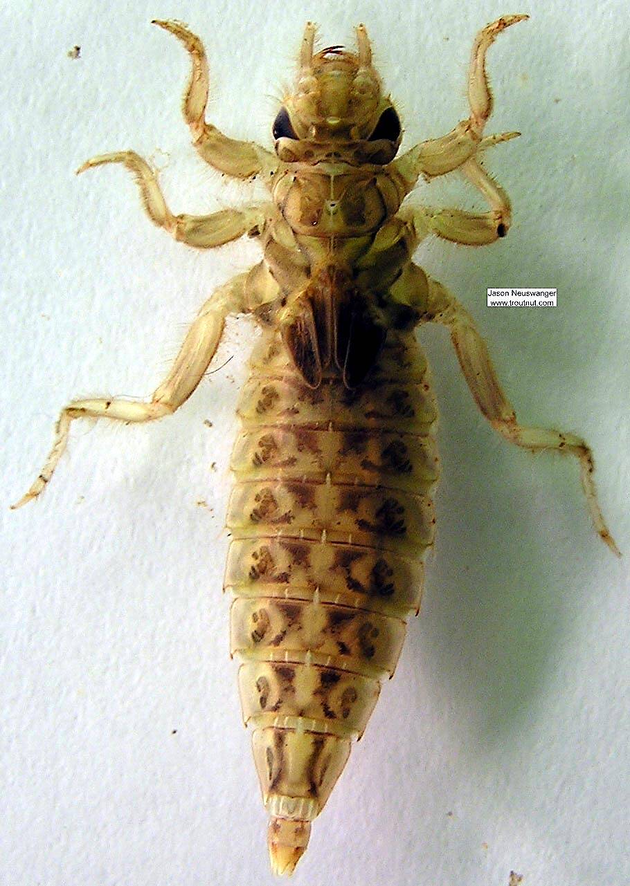 Gomphidae (Clubtail) Dragonfly Nymph Pictures
