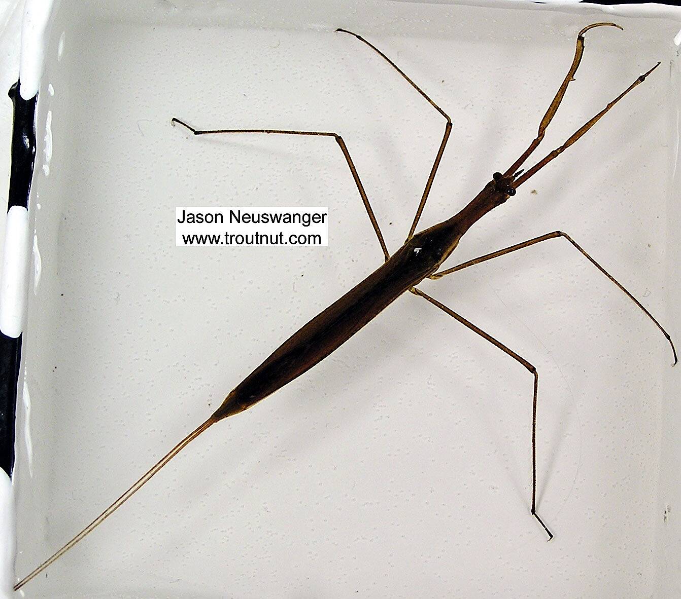 Identification: Key to Orders of Adult Aquatic Insects