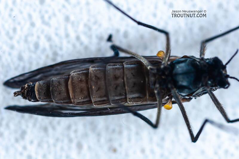 Chironomidae (Midge) True Fly Adult Pictures