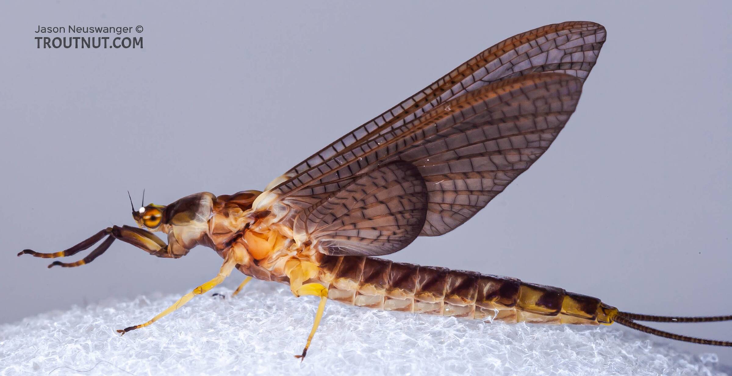 Mayfly Genus Hexagenia