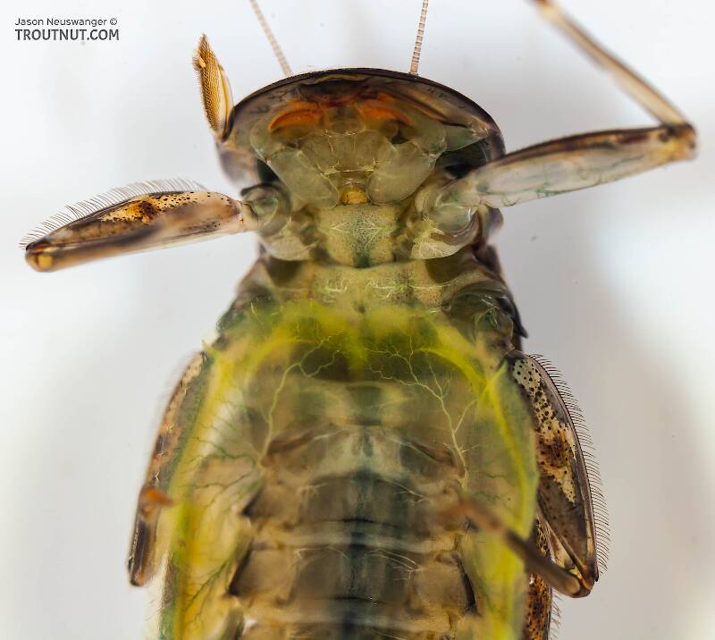 Rhithrogena impersonata (Dark Red Quill) Mayfly Nymph Pictures