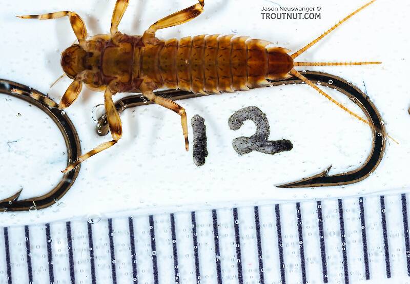 Red Runner Nymphs Ruler Ephemerella aurivillii Mayfly Nymph Pictures
