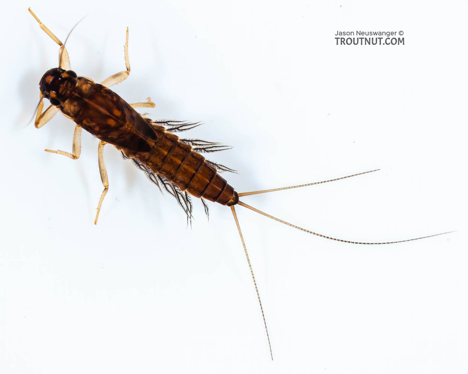 Neoleptophlebia Mayfly Nymph Pictures