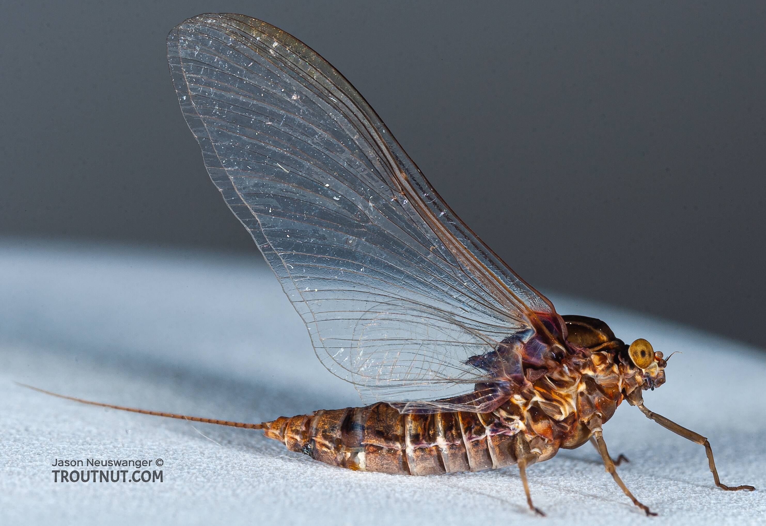 Mayfly Genus Baetisca (Armored Mayflies)