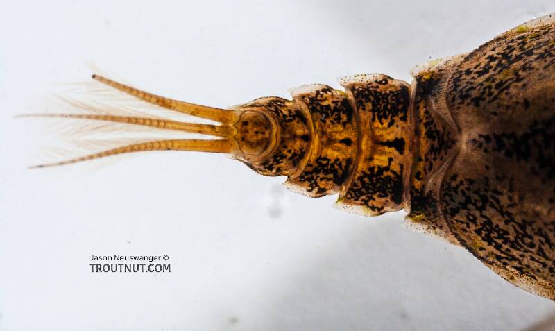 Baetisca laurentina (Armored Mayfly) Mayfly Nymph Pictures