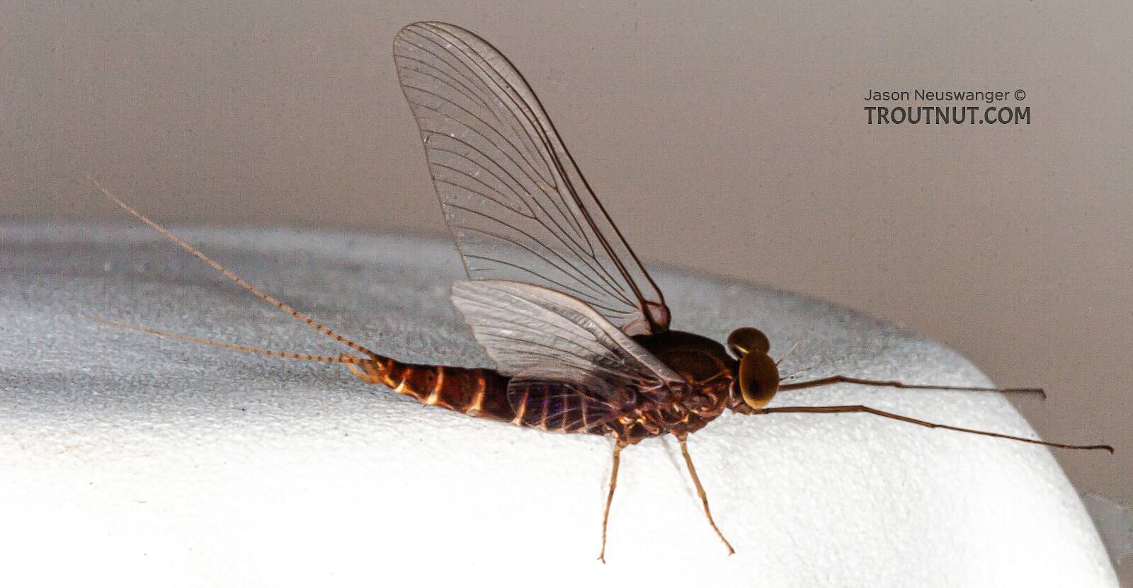 Male Baetisca laurentina (Armored Mayfly) Mayfly Spinner Pictures