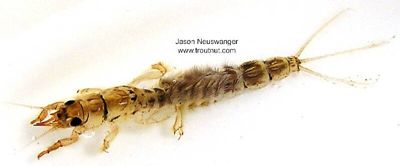 Ephemeridae Insect Ephemera simulans (Brown Drake) Mayfly Nymph Pictures