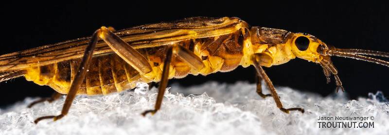 Female Isoperla signata (Yellow Sally) Stonefly Adult Pictures