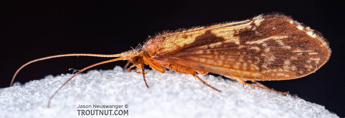 Female Neophylax (Autumn Mottled Sedge) Caddisfly Adult Pictures