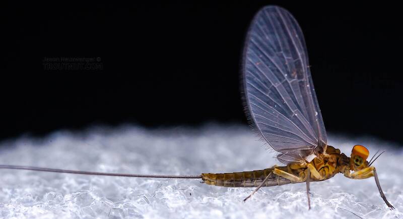 Caddisfly Family Ecnomidae