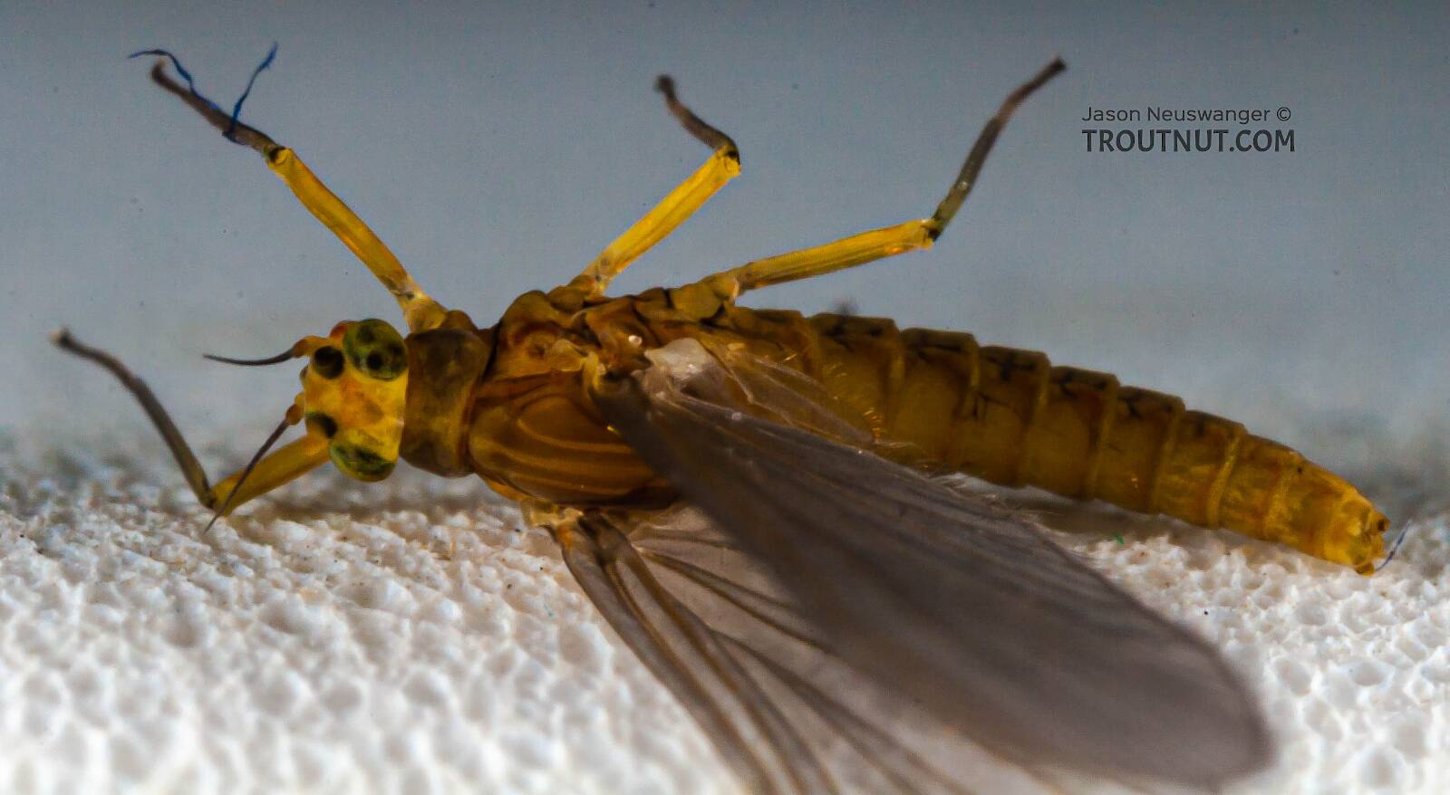 Female Baetis (Blue-Winged Olive) Mayfly Dun Pictures