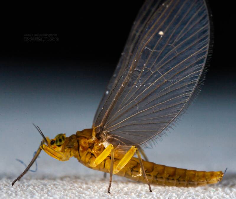 Female Baetis (Blue-Winged Olive) Mayfly Dun Pictures