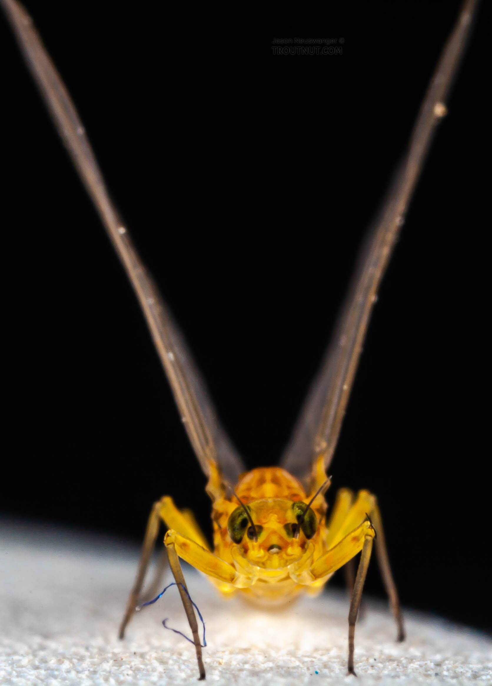 Female Baetis (Blue-Winged Olive) Mayfly Dun Pictures