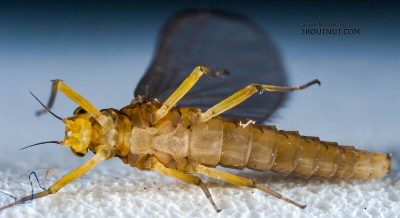 Female Baetis (Blue-Winged Olive) Mayfly Dun Pictures