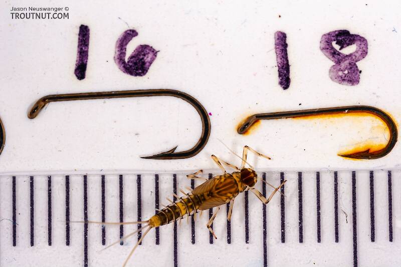 Red Runner Nymphs Ruler Baetis (Blue-Winged Olive) Mayfly Nymph Pictures
