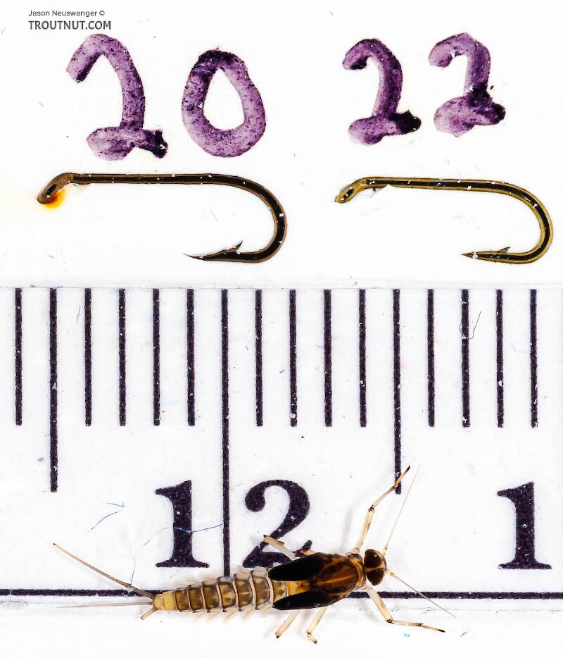 Red Runner Nymphs Ruler Baetis (Blue-Winged Olive) Mayfly Nymph Pictures