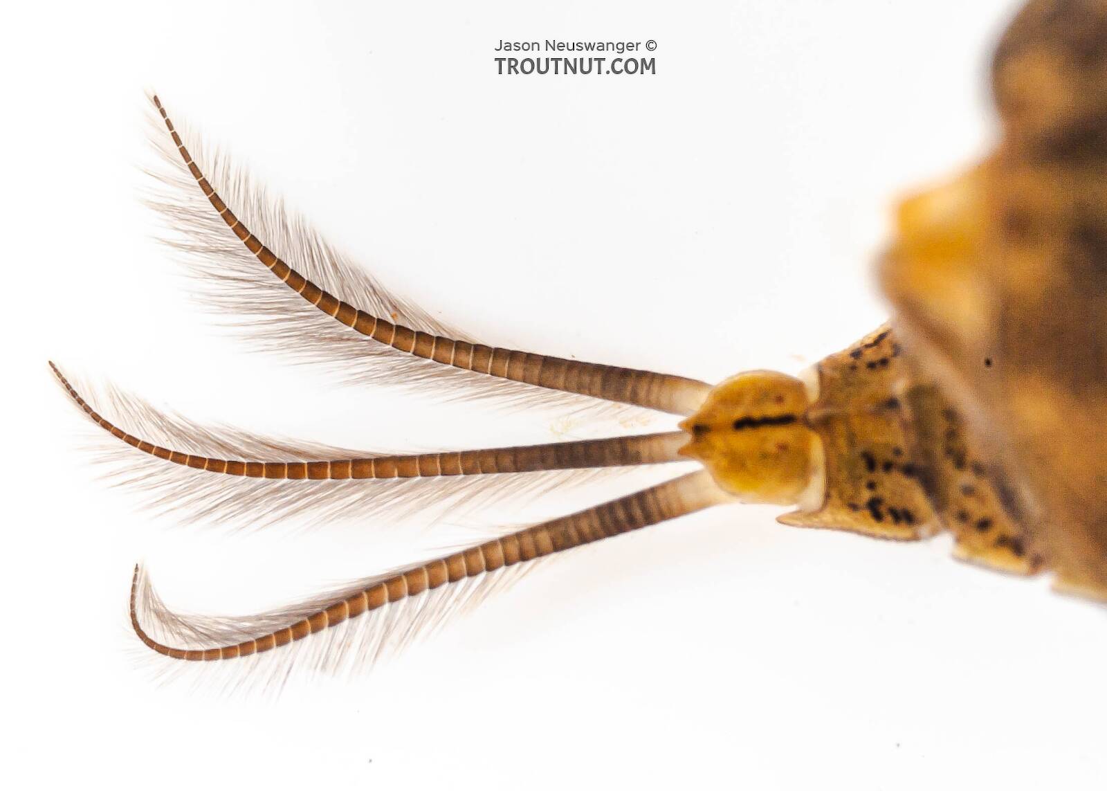 Baetisca obesa (Armored Mayfly) Mayfly Nymph Pictures
