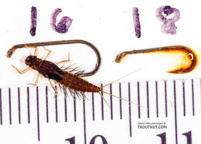 Red Runner Nymphs Ruler Neoleptophlebia Mayfly Nymph Pictures
