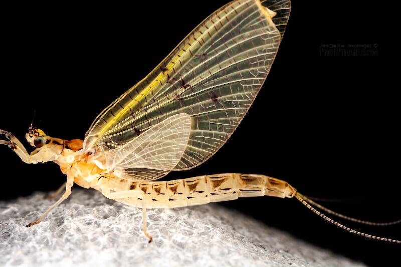 Female Ephemera varia (Yellow Drake) Mayfly Dun Pictures
