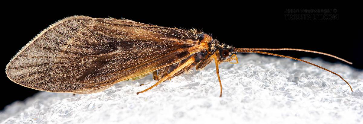 Caddisfly Family Brachycentridae (Apple Caddis and Grannoms)