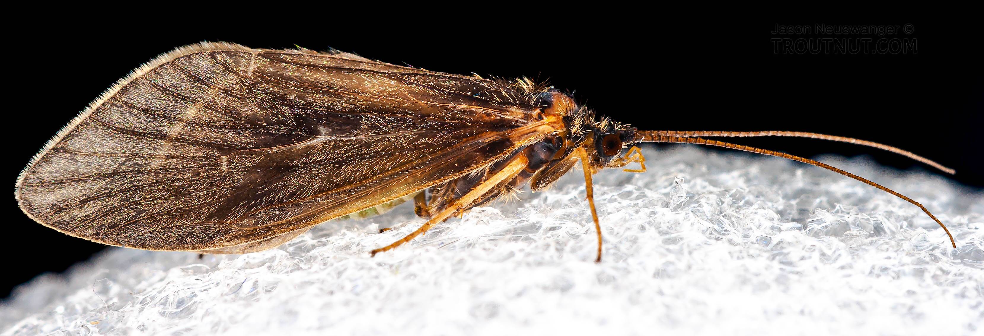 Caddisfly Genus Brachycentrus Grannoms 