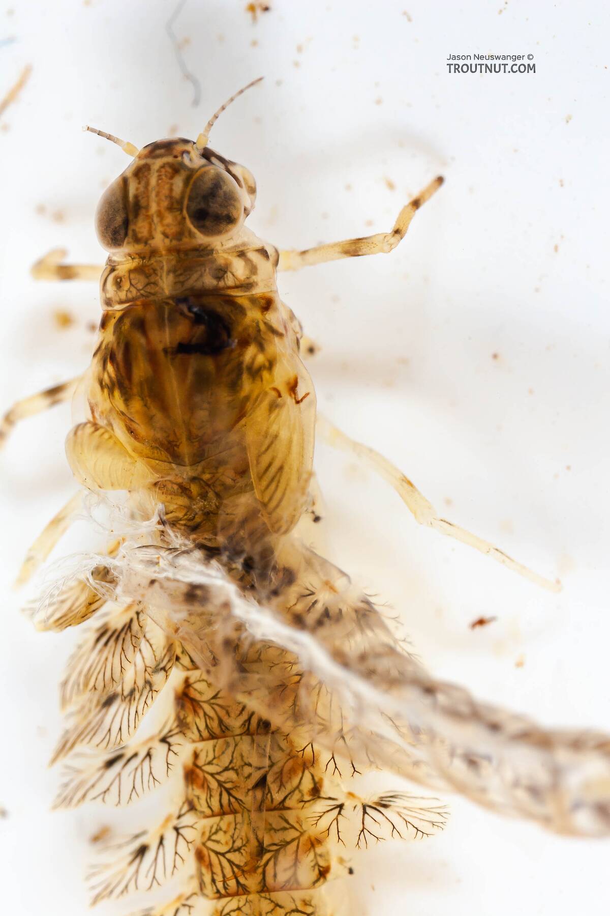 Siphlonurus quebecensis (Adams) Mayfly Nymph Pictures