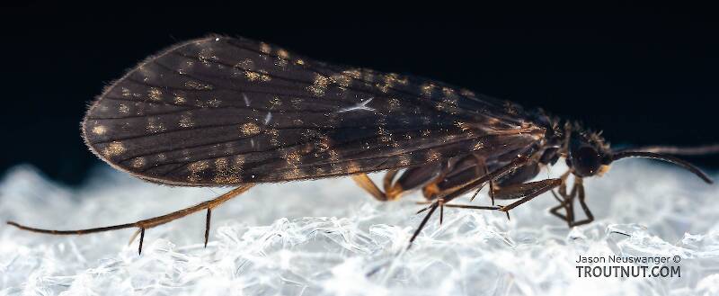 Male Dolophilodes distincta (Tiny Black Gold Speckled-Winged Male Dolophilodes distincta (Tiny Black Gold Speckled-Winged