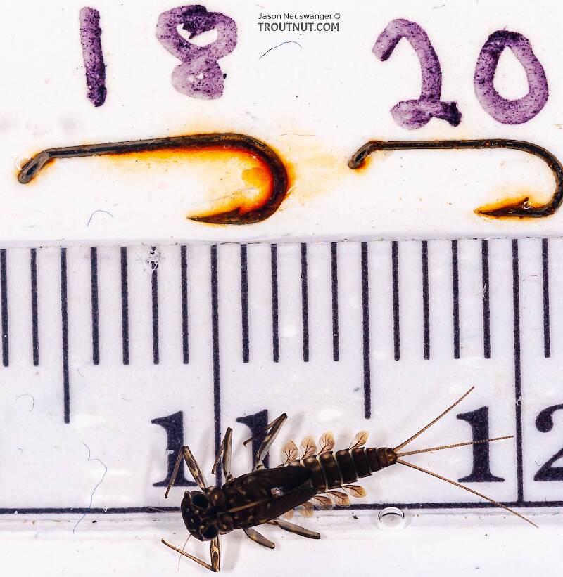 Red Runner Nymphs Ruler Cinygmula subaequalis (Small Gordon Quill) Mayfly Nymph Pictures