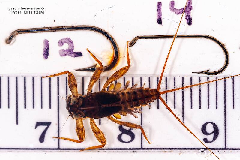 Red Runner Nymphs Ruler Stenonema ithaca (Light Cahill) Mayfly Nymph Pictures