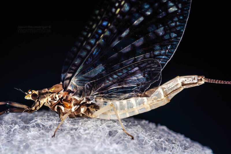 Ephemeridae Insect Female Ephemera guttulata (Green Drake) Mayfly Spinner Pictures
