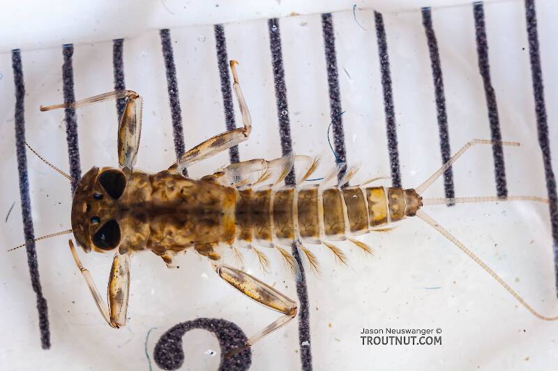 Red Runner Nymphs Ruler Cinygmula (Dark Red Quill) Mayfly Nymph Pictures