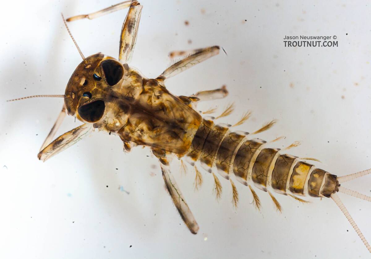 Cinygmula (Dark Red Quill) Mayfly Nymph Pictures