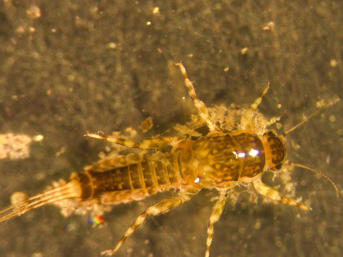 Ephemerella (Hendricksons, Sulphurs, PMDs) Mayfly Nymph Pictures