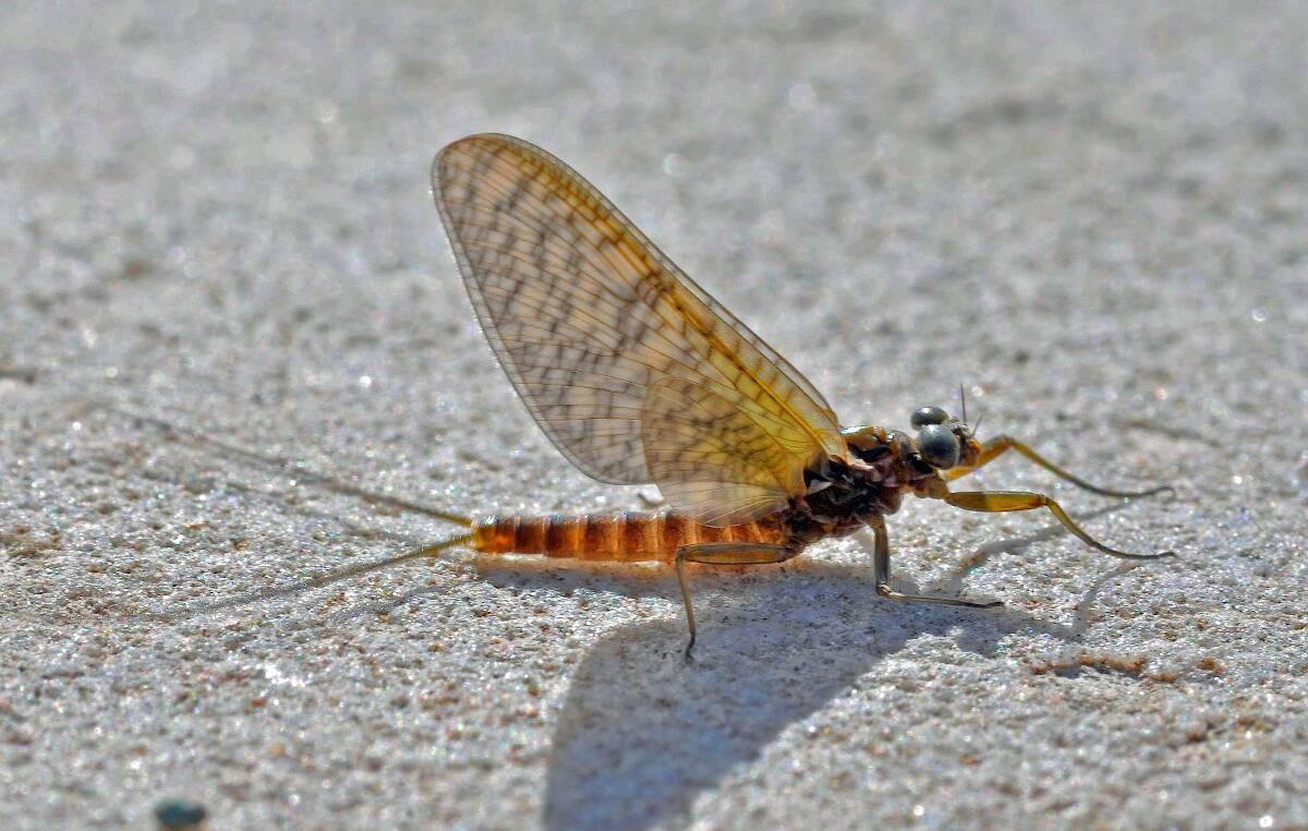 Male Rhithrogena Mayfly Dun Pictures